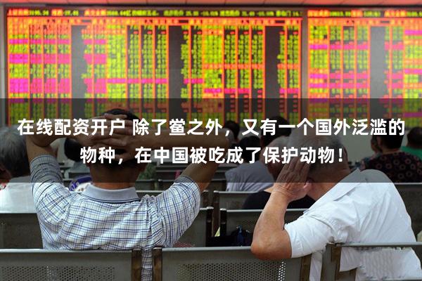 在线配资开户 除了鲎之外，又有一个国外泛滥的物种，在中国被吃成了保护动物！