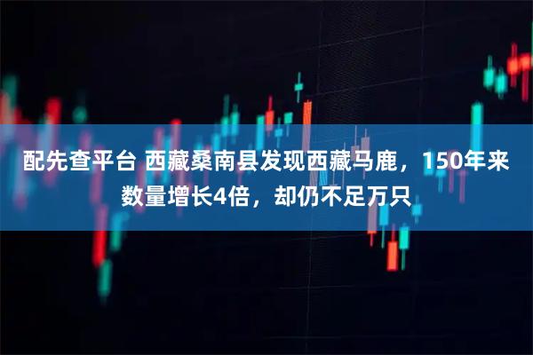 配先查平台 西藏桑南县发现西藏马鹿，150年来数量增长4倍，却仍不足万只